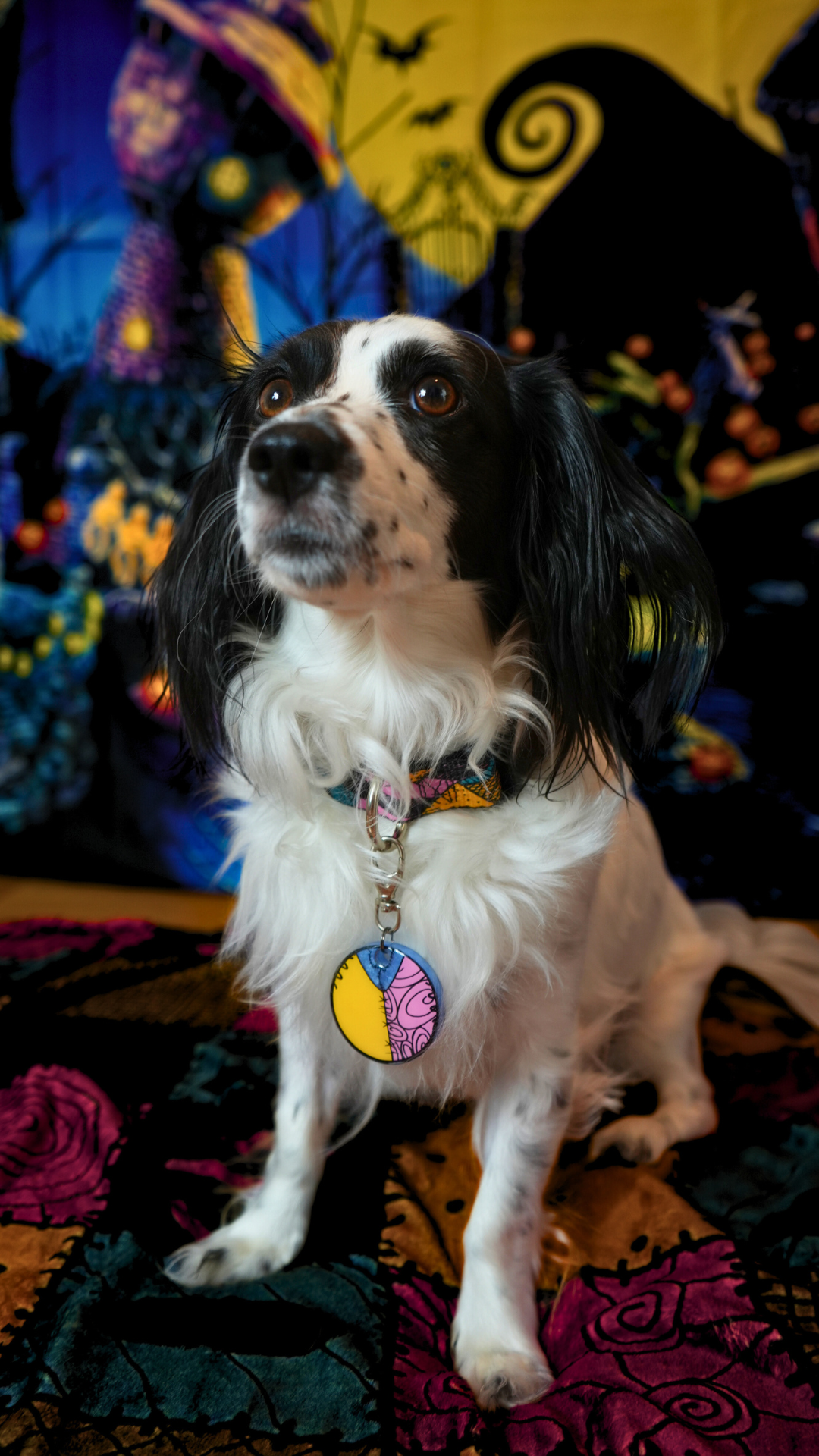 Perro con placa Sally en fondo temático de Halloween. Accesorio divertido y original para la spooky season.