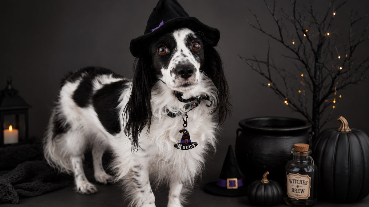 Munlloween Sombrero