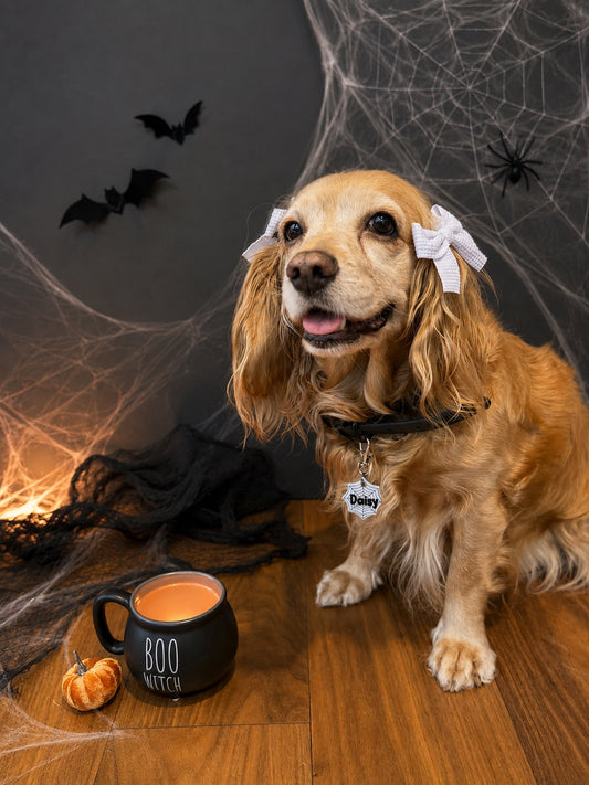 Munlloween Telaraña