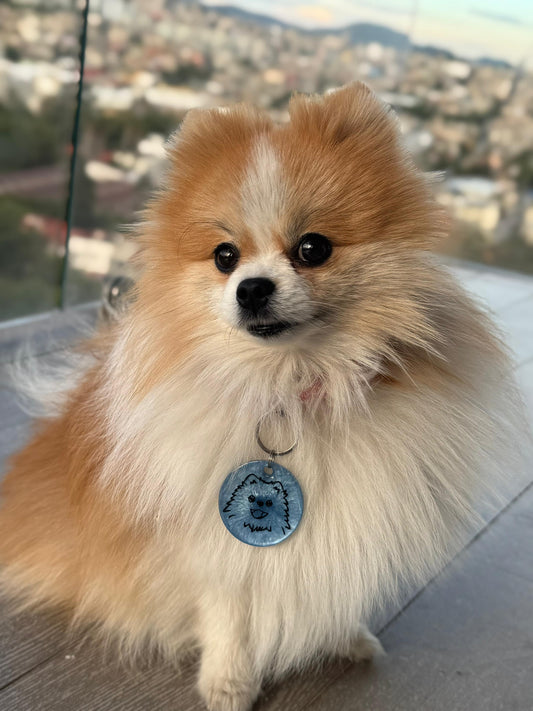 pomerania con Placa redonda con carita de perrito. Diseño tierno y personalizado para perros pequeños.