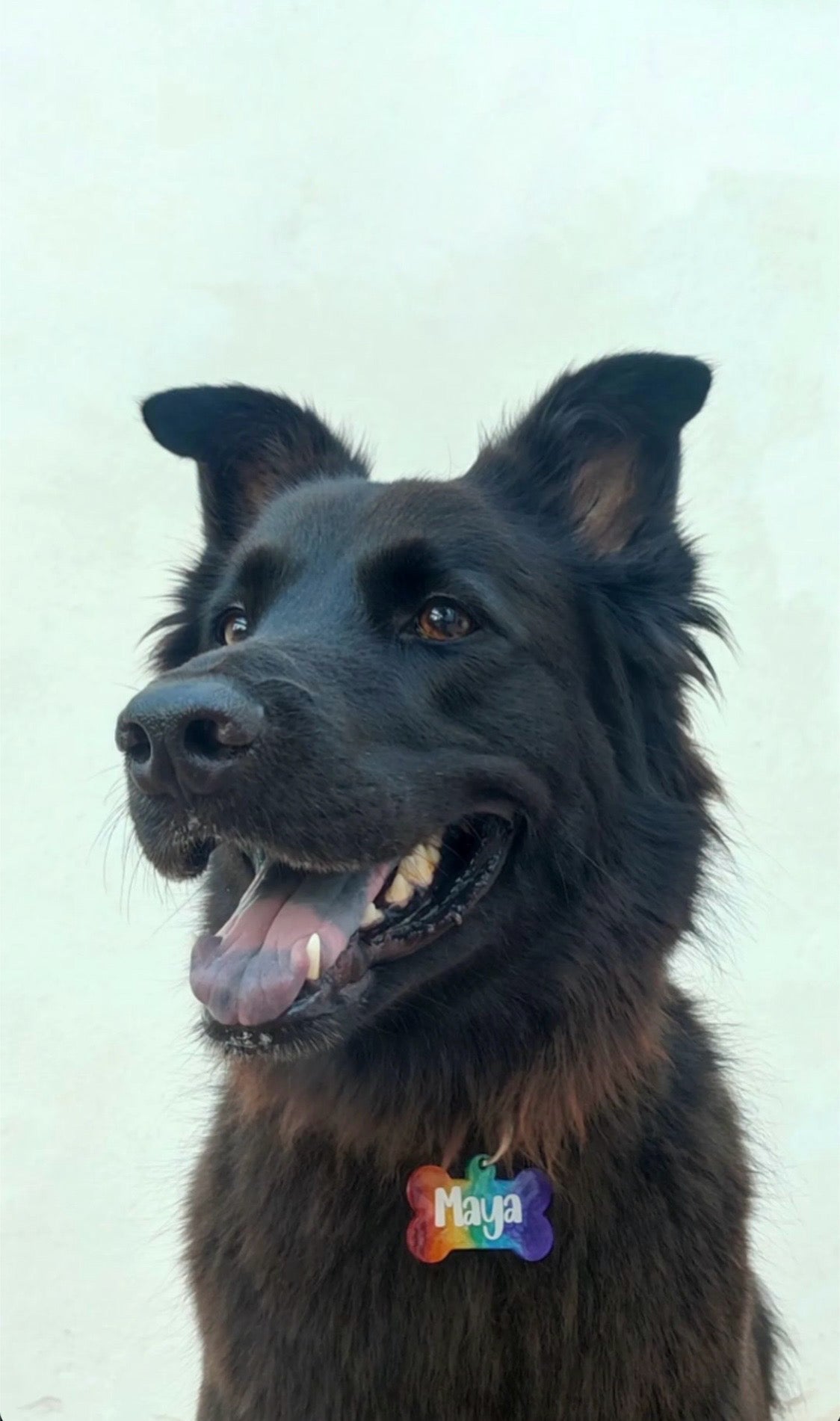 Perro con placa arcoíris y nombre Maya. Estilo brillante y colorido para mascotas.