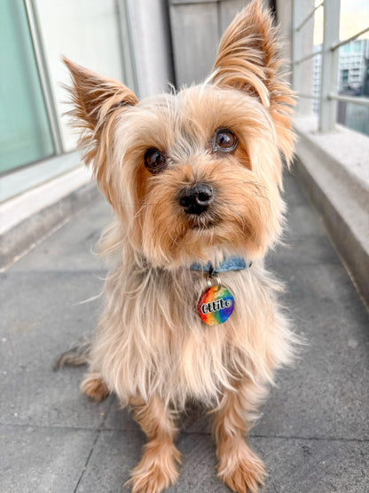 Yorkie con placa arcoíris personalizada. Estilo alegre y colorido.
