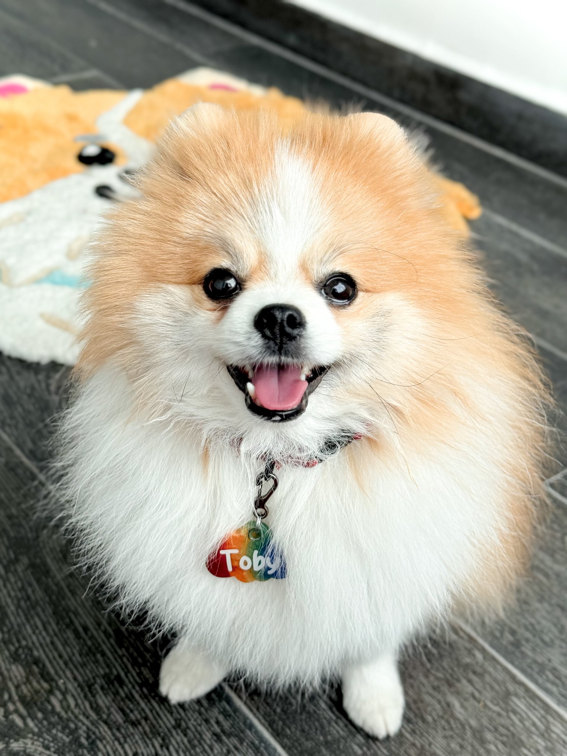 Pomerania con placa arcoíris de nombre Toby. Accesorio divertido y positivo.