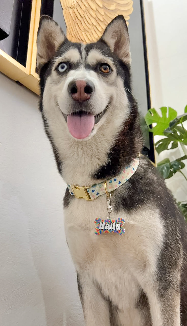 Husky con placa colorida “Naila” estilo dulce, diseño llamativo y resistente de MunMun.