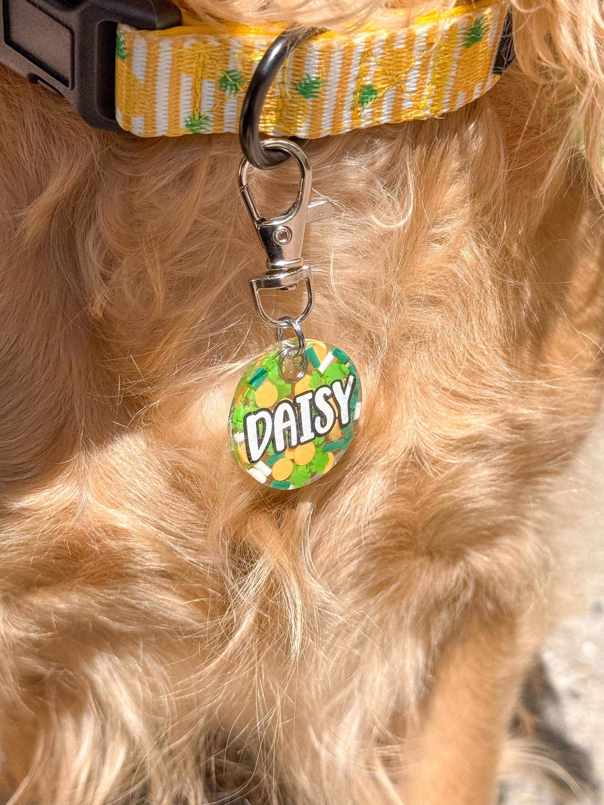 Placa redonda de nombre Daisy con diseño de fondo verde y blanco. Estilo alegre para mascotas.