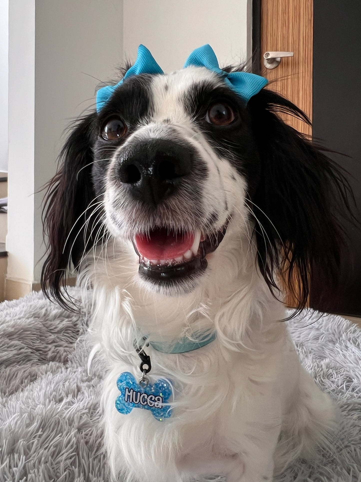 Perrita con moños azules y placa personalizada color azul con nombre mucca. Placa colorida para perros juguetones.