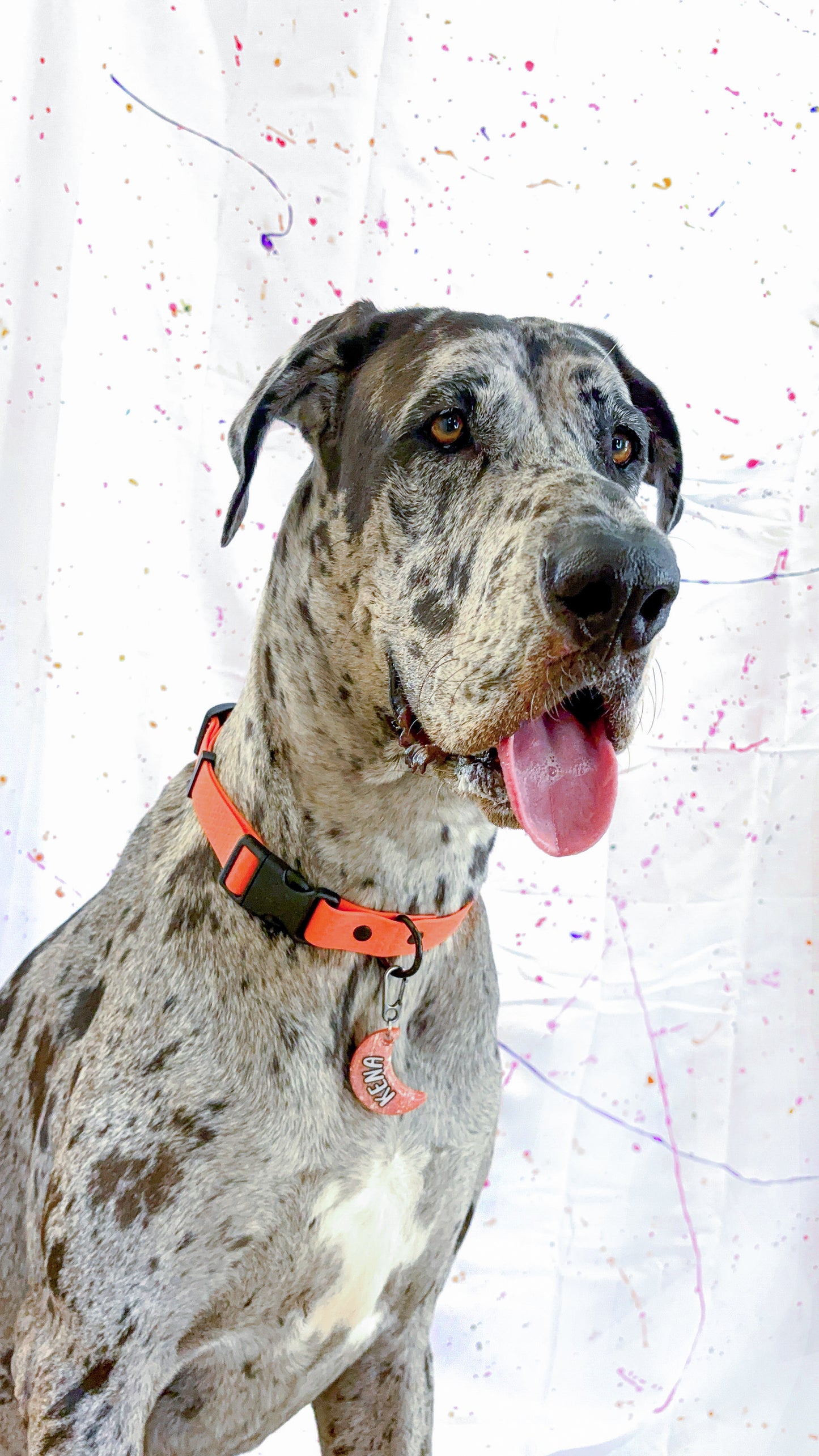 Gran danés con placa naranja personalizada forma de luna, estilo llamativo y moderno de MunMun.