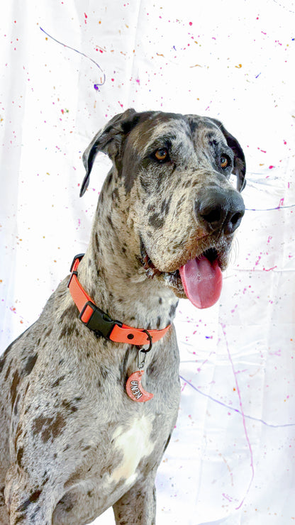 Gran danés con placa naranja personalizada forma de luna, estilo llamativo y moderno de MunMun.
