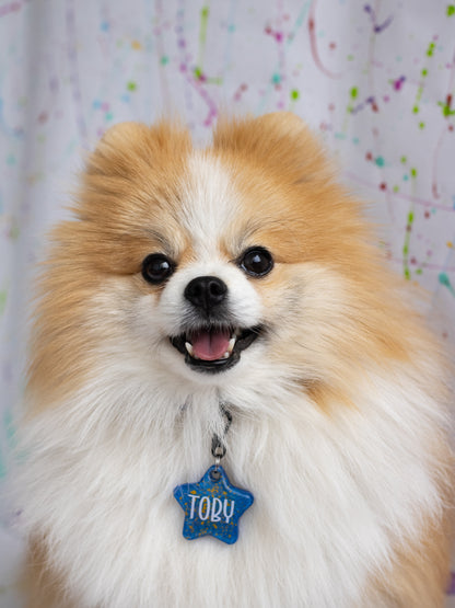 Pomerania con placa azul “Toby”, diseño elegante de placas personalizadas para perros pequeños.