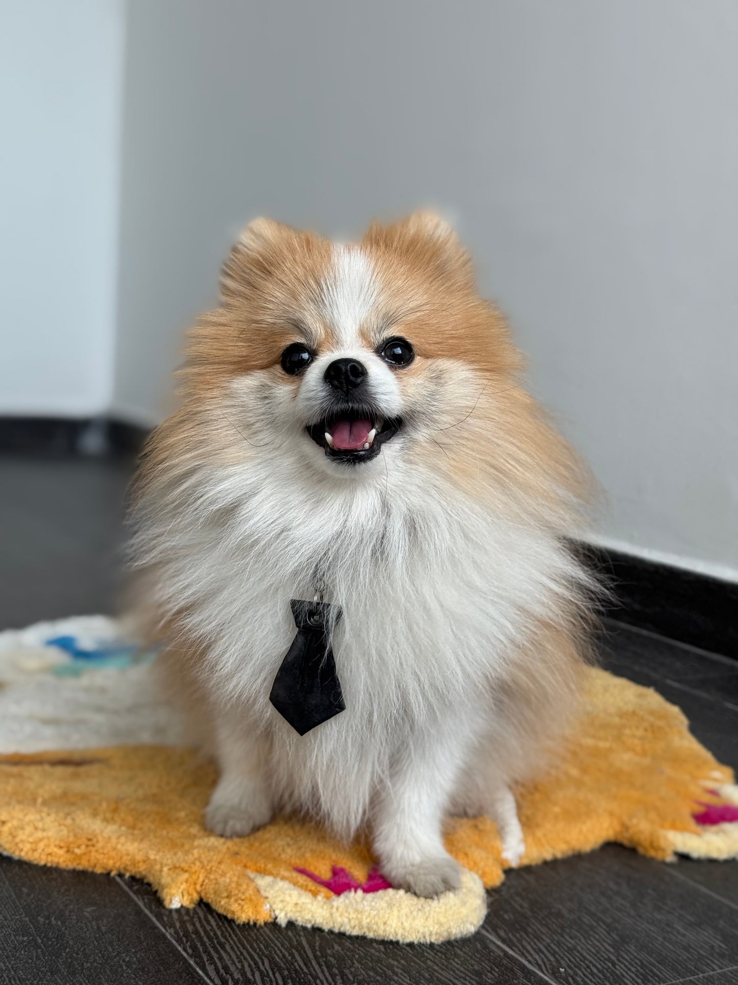 Pomerania usando plaac de resina negra tipo corbata. Estilo formal para perro pequeño
