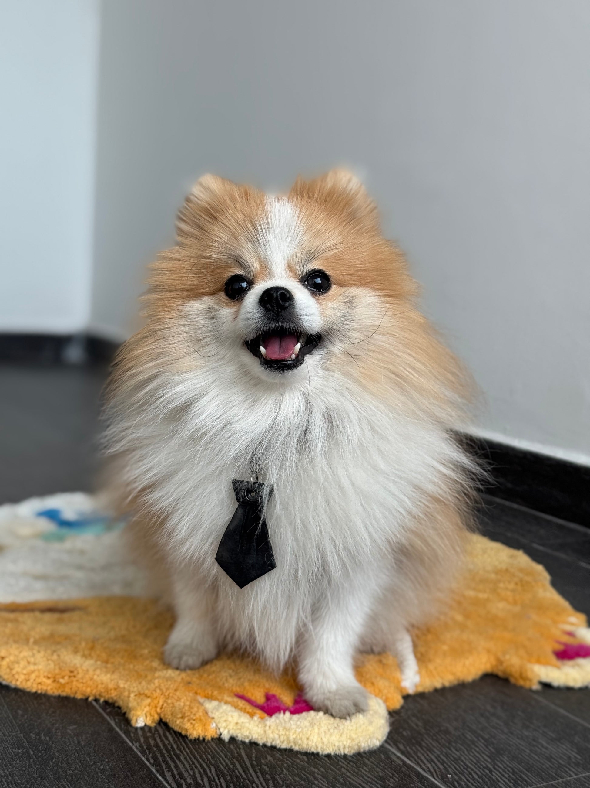 Pomerania usando plaac de resina negra tipo corbata. Estilo formal para perro pequeño