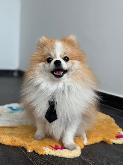 Pomerania usando plaac de resina negra tipo corbata. Estilo formal para perro pequeño
