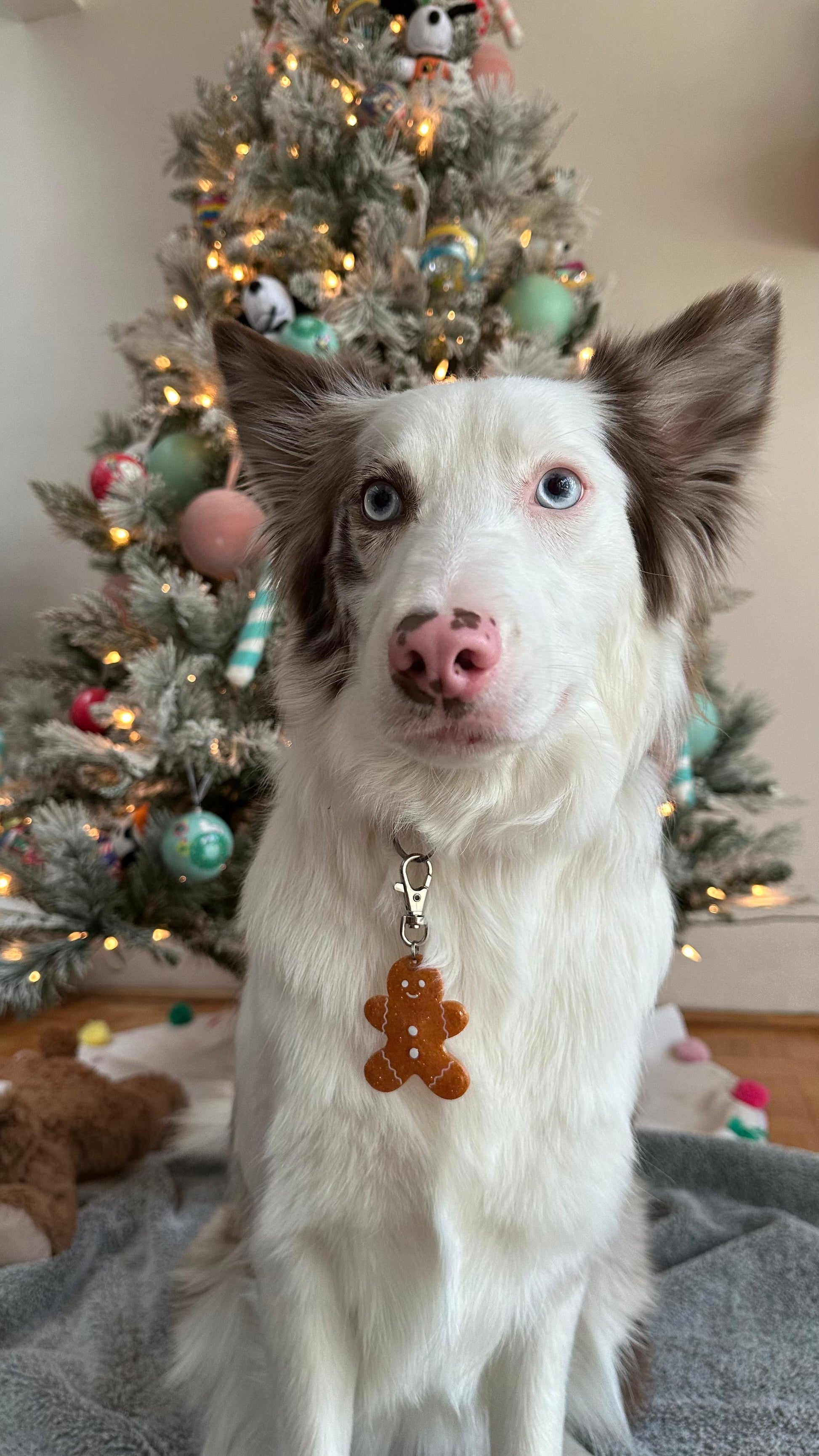 Perro con placa navideña de jengibre colgando. Accesorio de temporada para mascotas.