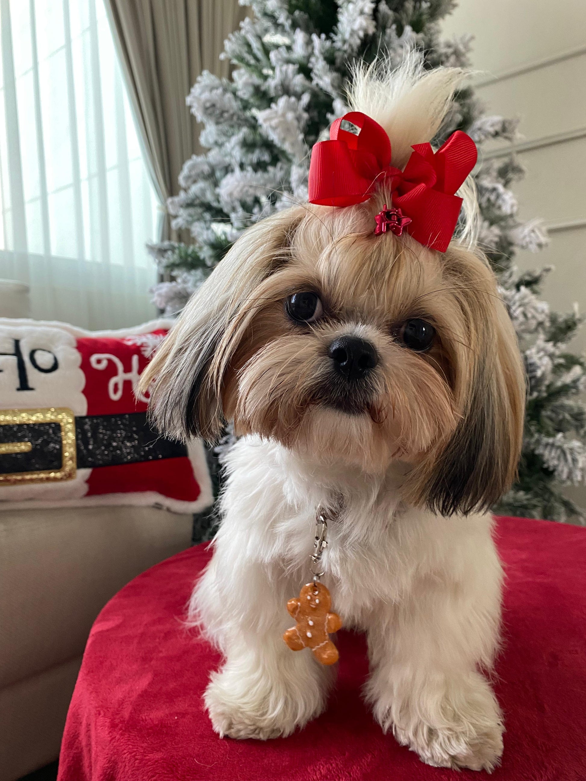 Perrita con moño rojo usando placa de jengibre. Accesorio navideño personalizado.